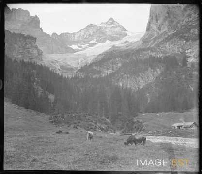Vaches dans un alpage (Berne)